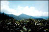 Indonesia83