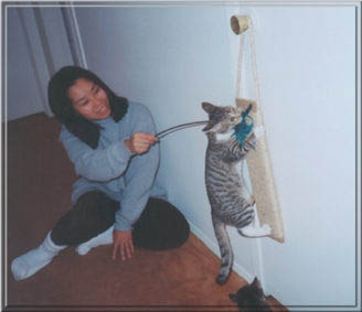 cats12