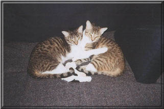 cats22