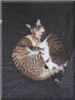 cats21