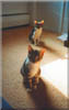 cats23